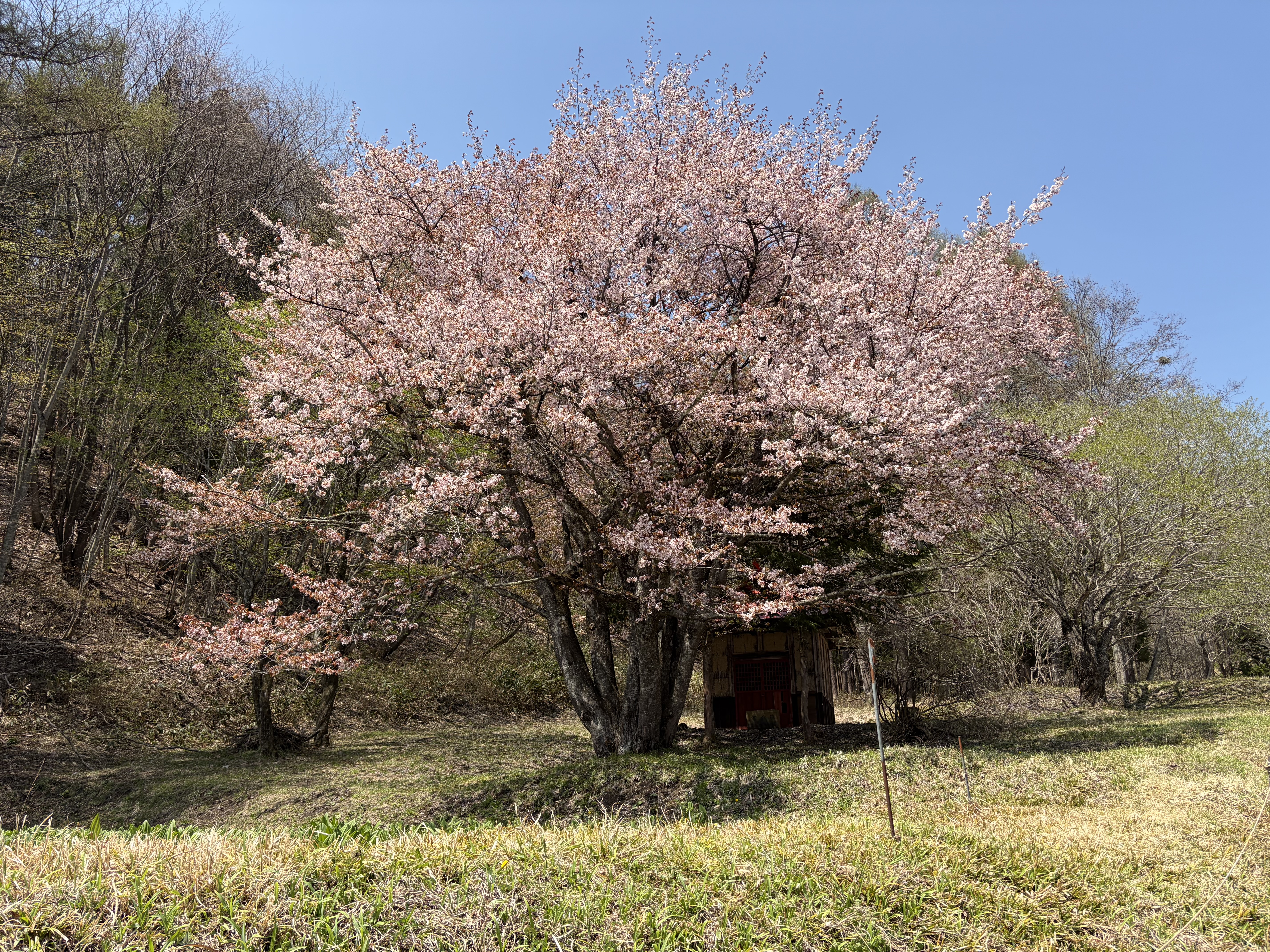 04.26 オキノ桜