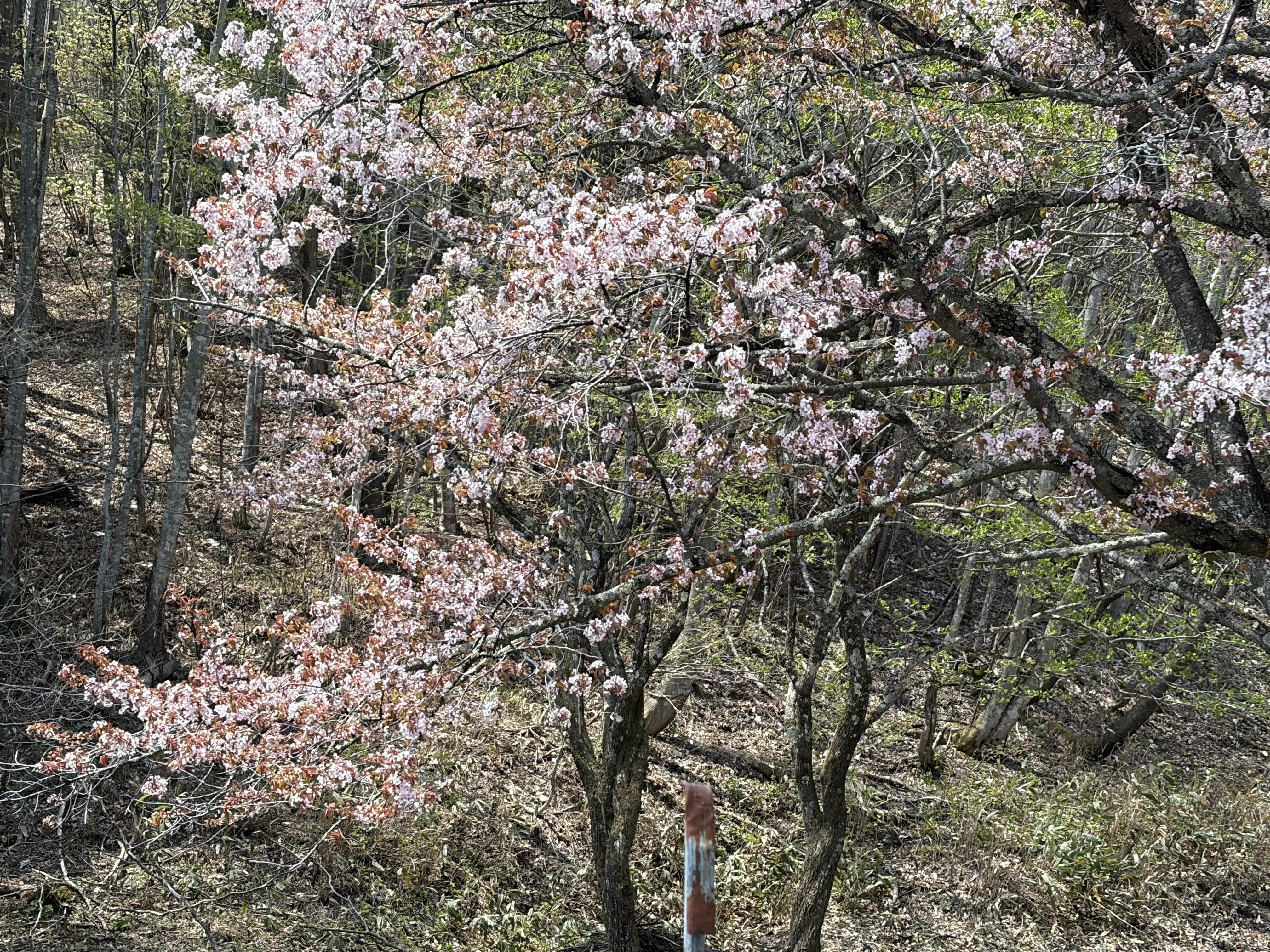 04.26 オキノ桜アップ