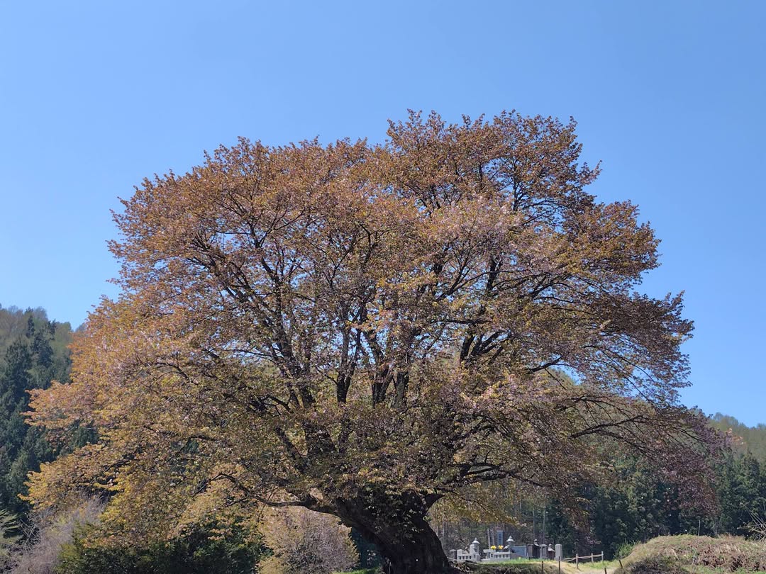 04.26　天王桜
