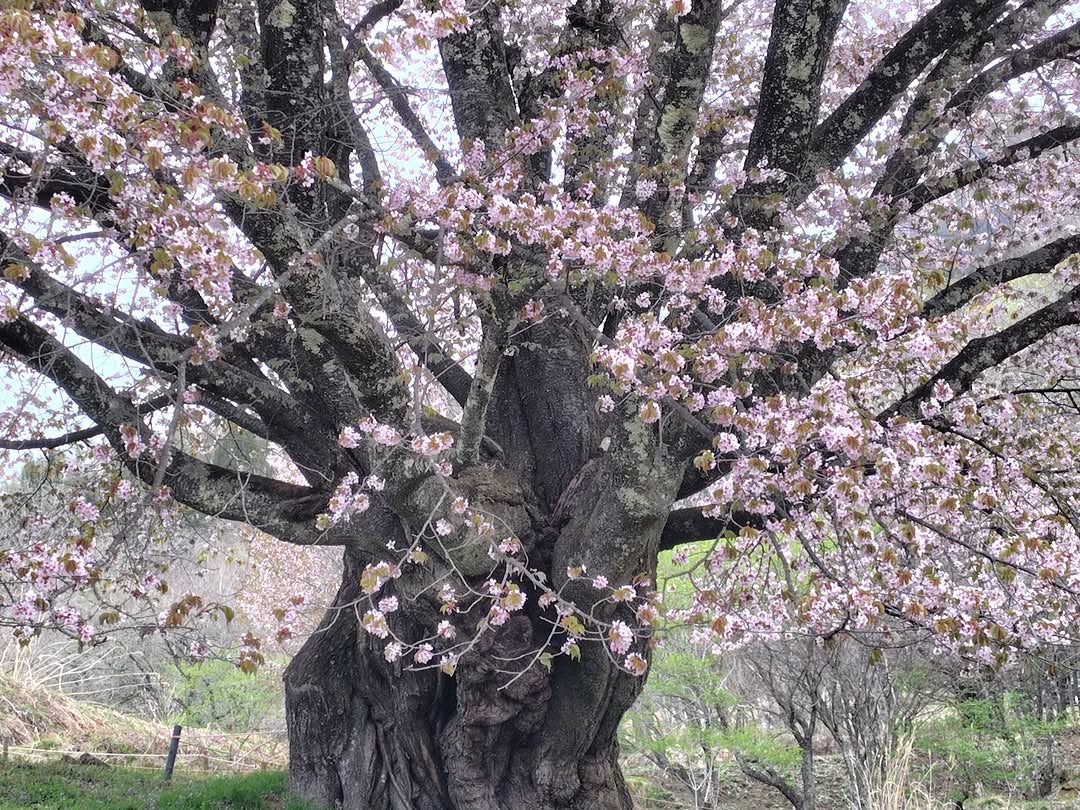 04.23 天王桜(葉桜)