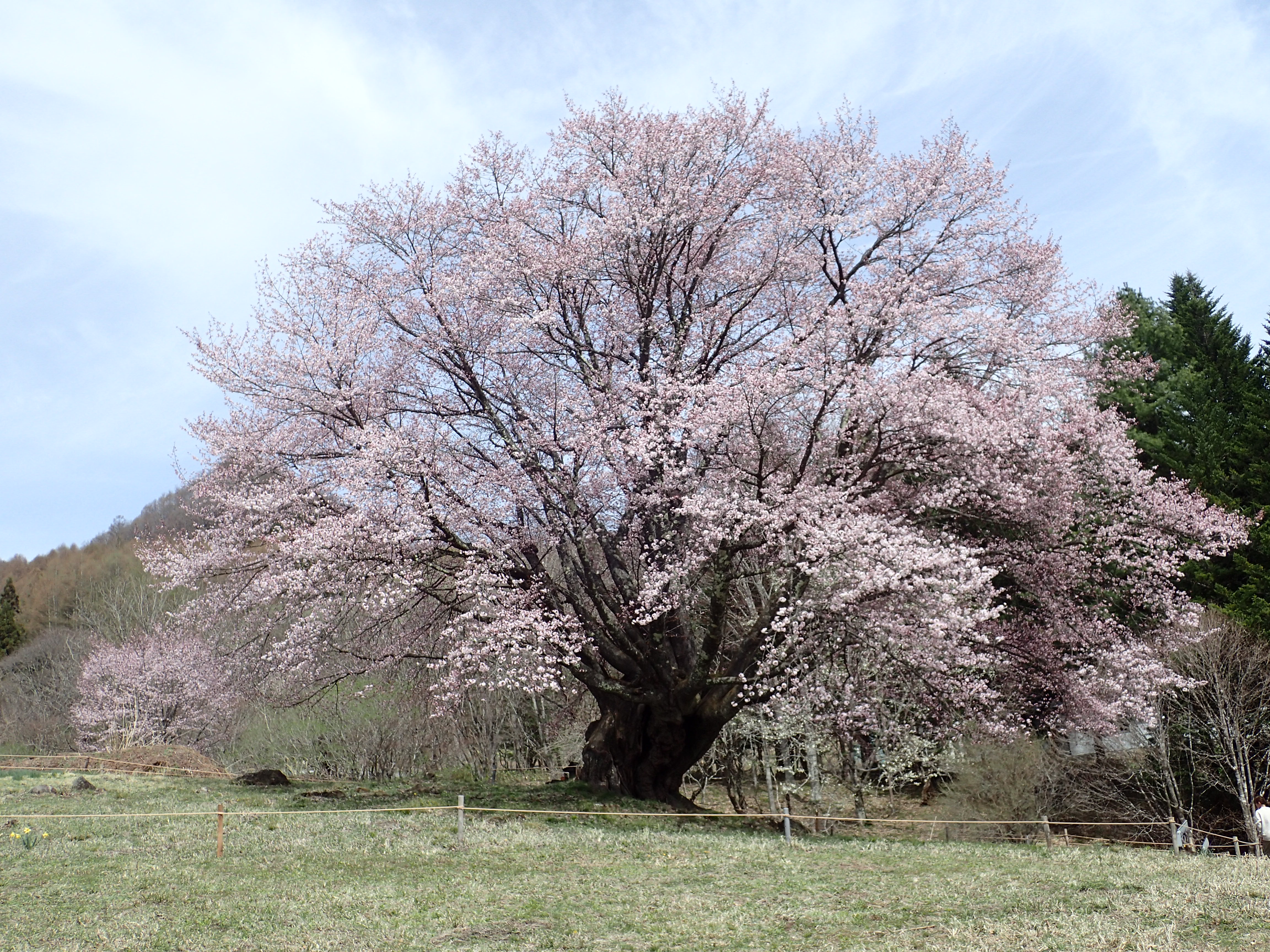 天王桜