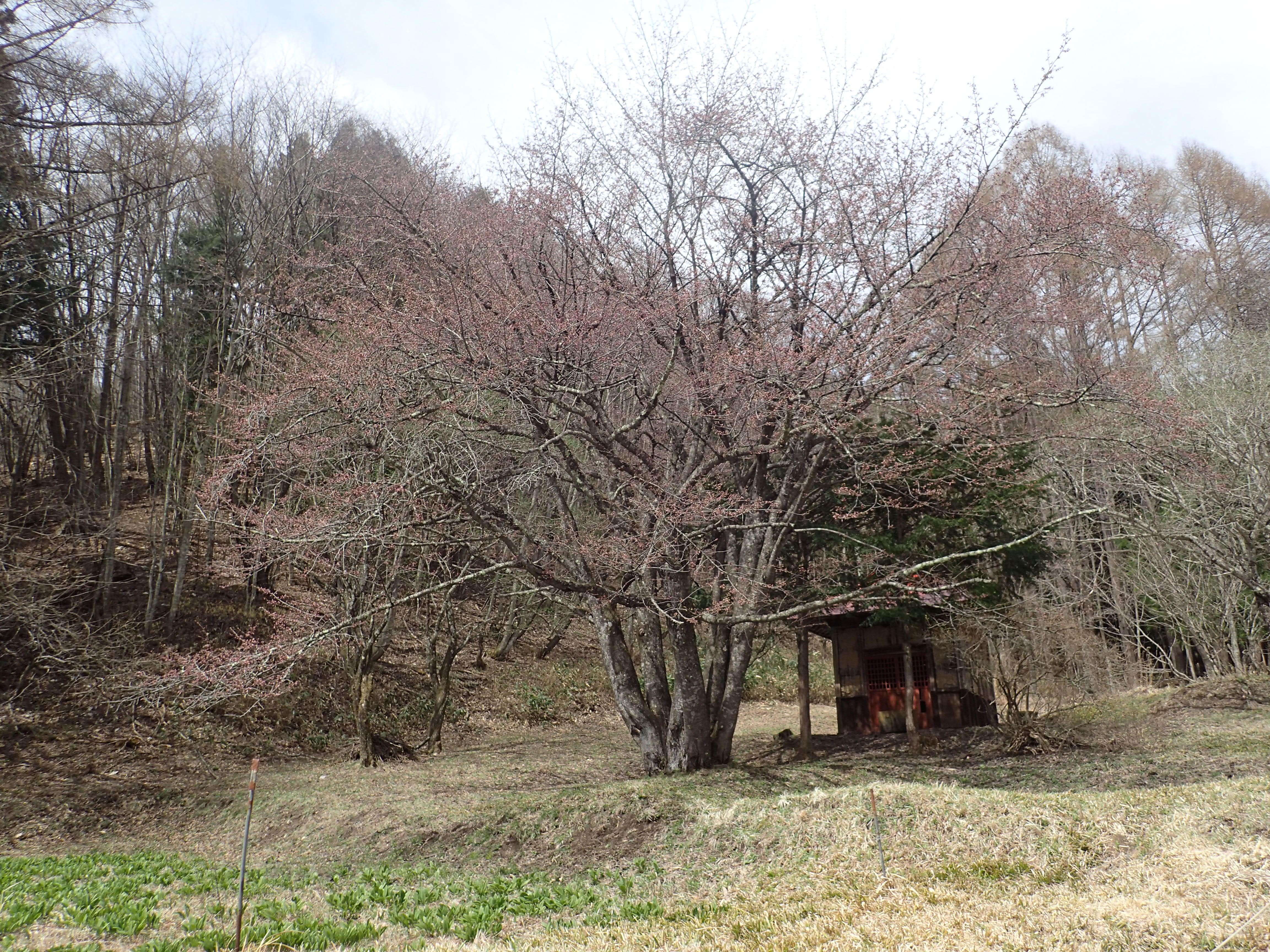 オキノ桜