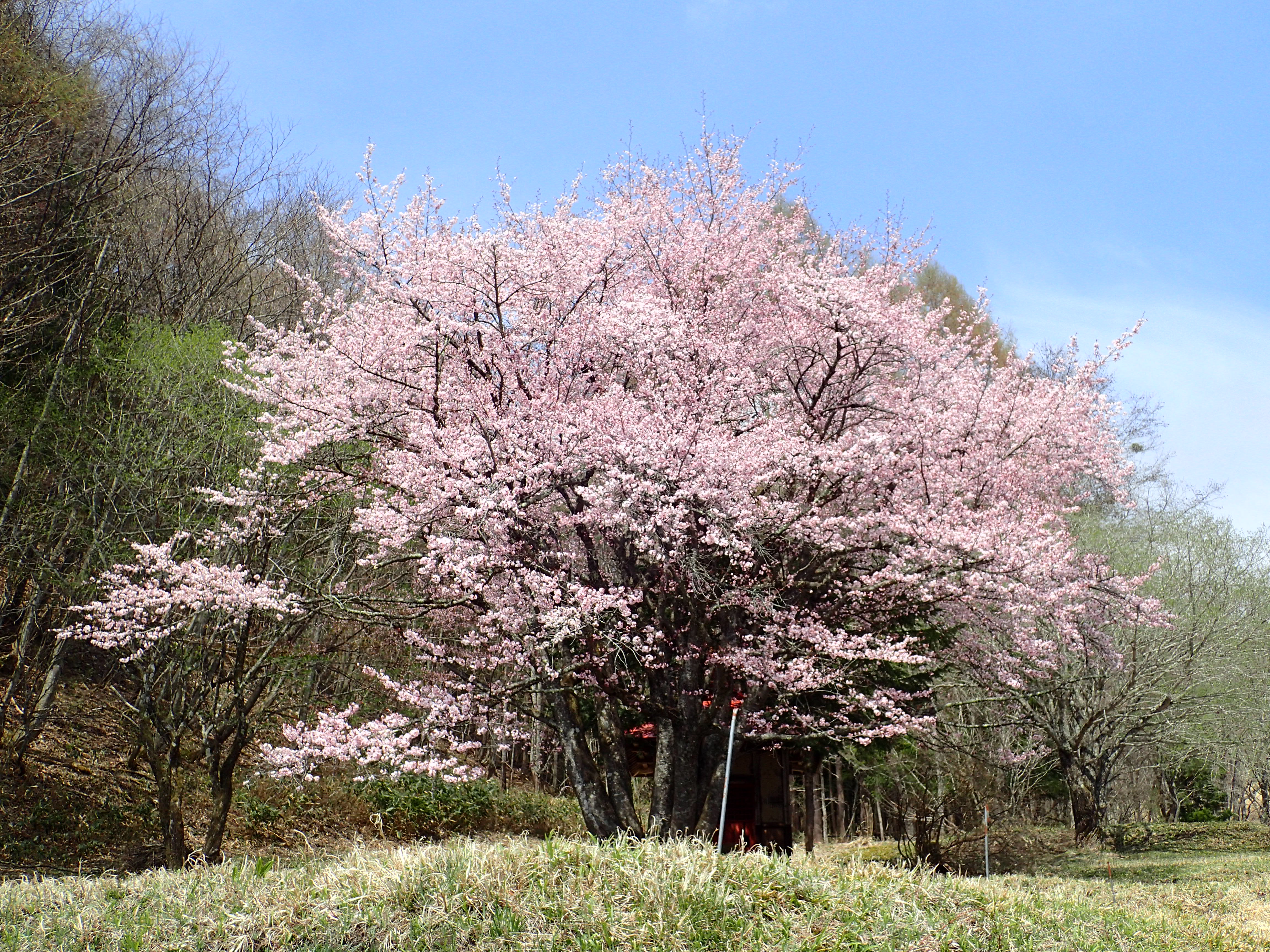 4.20.オキノ桜
