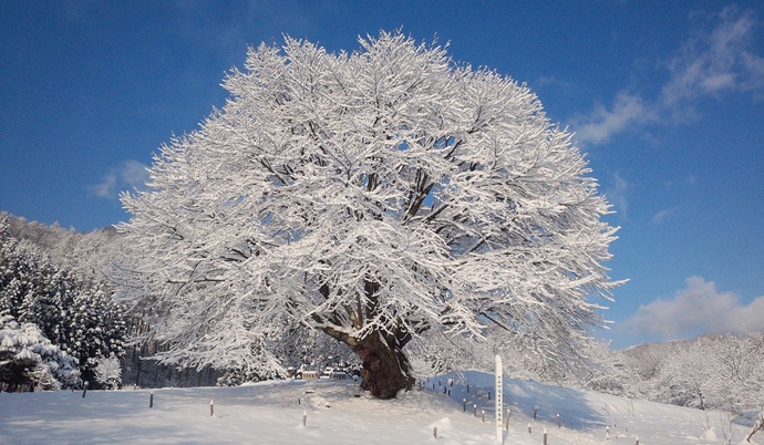 雪の天王桜